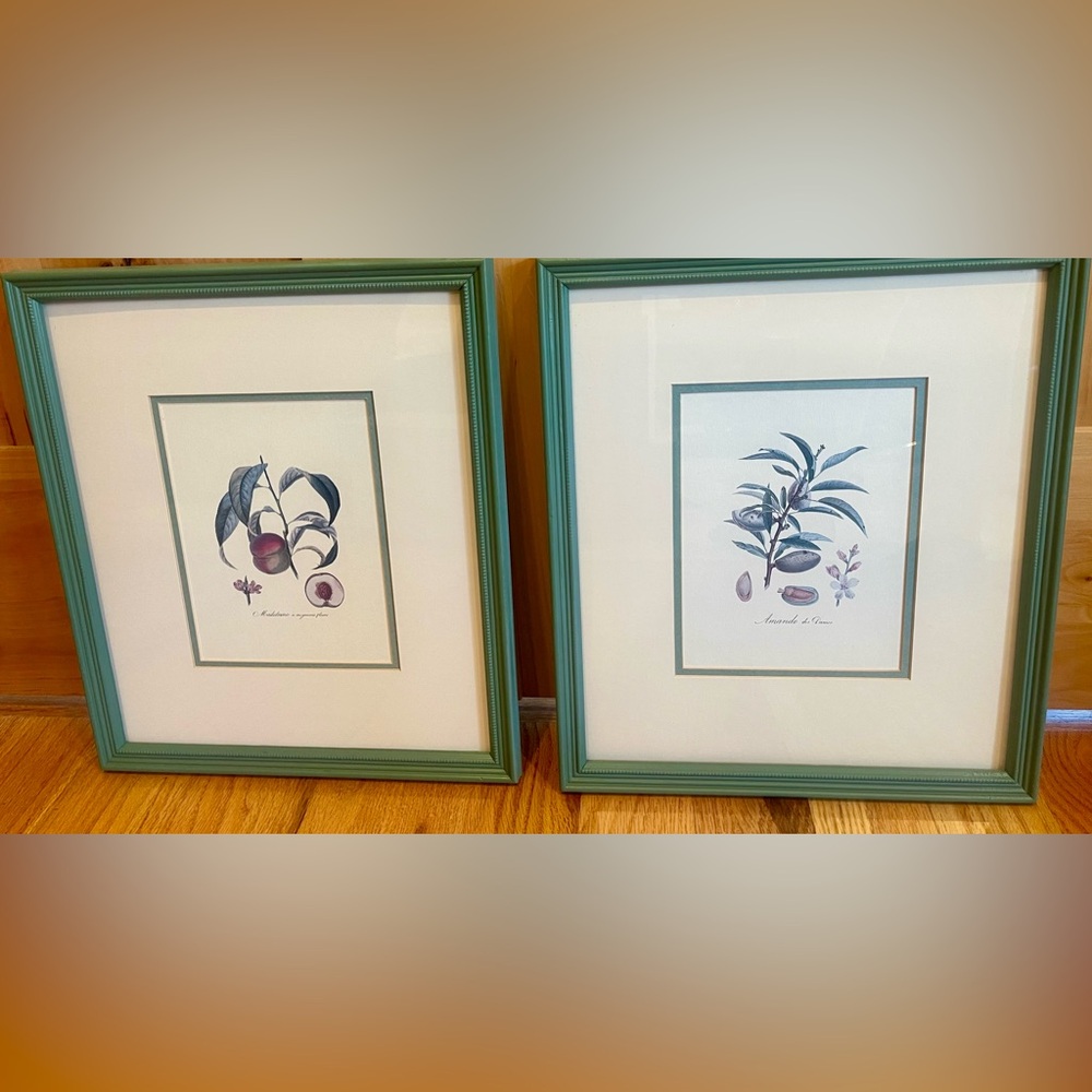Pair of Vintage Botanical Prints